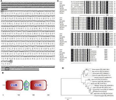 MAp34 Regulates the Non-specific Cell Immunity of Monocytes/Macrophages and Inhibits the Lectin Pathway of Complement Activation in a Teleost Fish